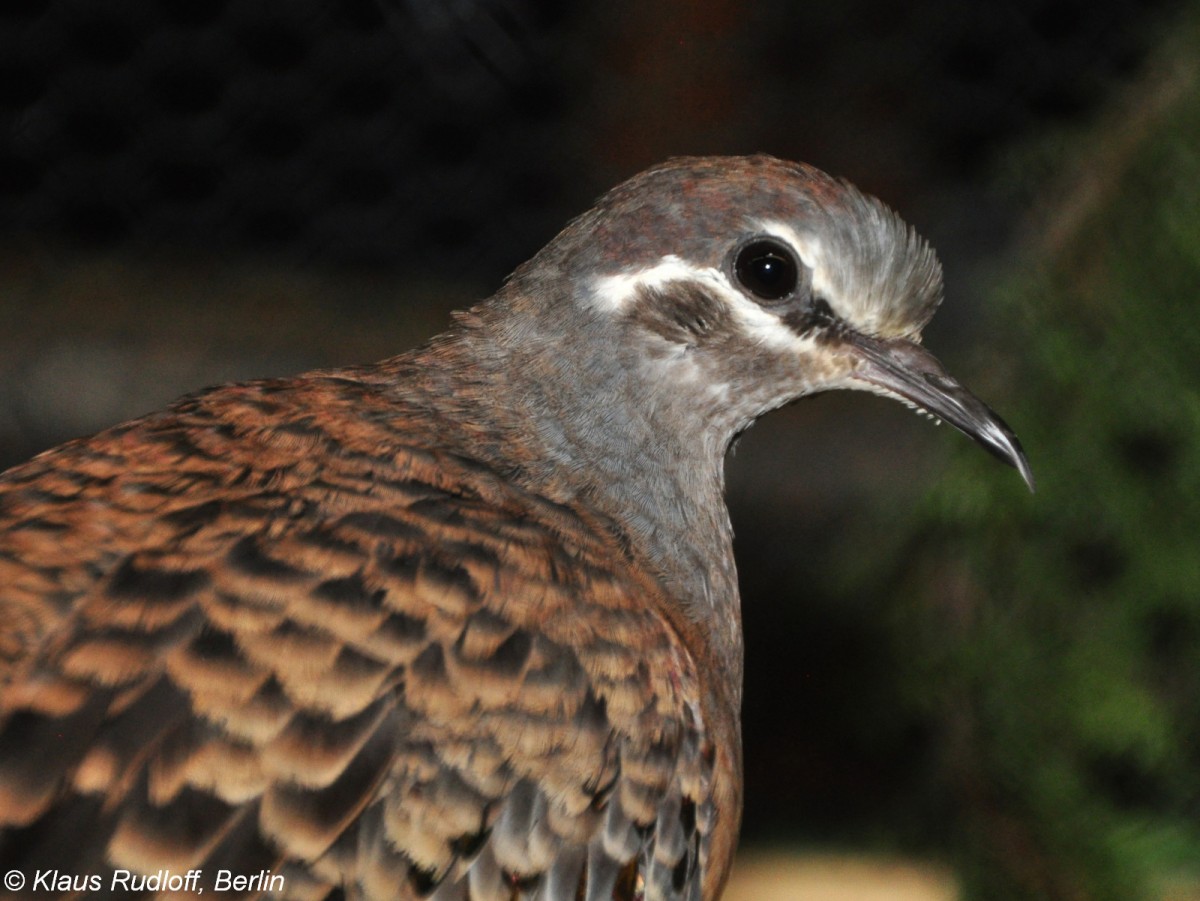 Groe Bronzeflgeltaube (Phaps chalcoptera). Weibchen auf der Landesvogelschau Recklinghausen (Januar 2014).