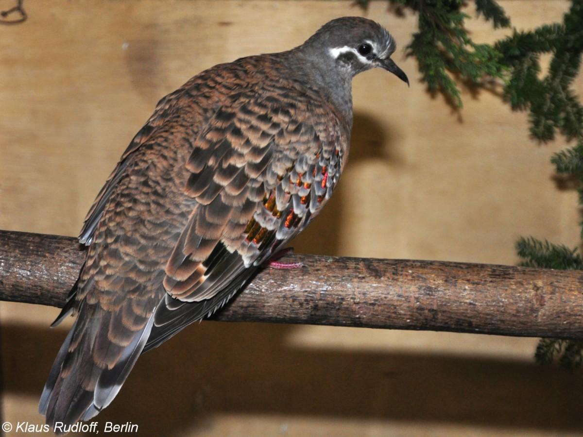 Groe Bronzeflgeltaube (Phaps chalcoptera). Weibchen auf der Landesvogelschau Recklinghausen (Januar 2014).