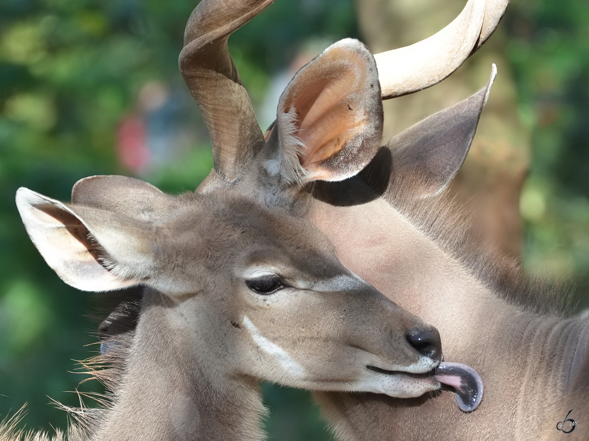 Groe Kudus im Zoo Duisburg. (Oktober 2011)