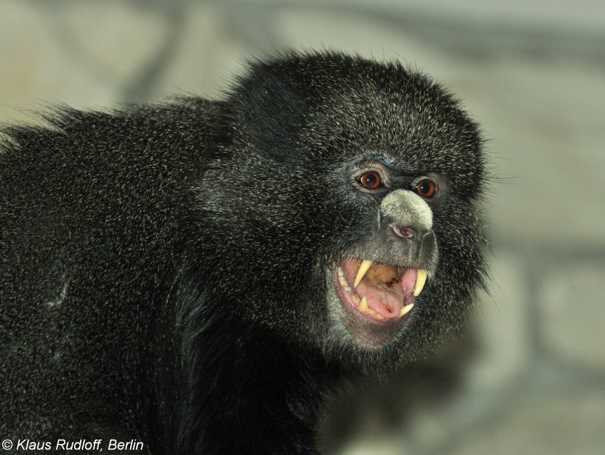 Groe Weinasenmeerkatze (Cercopithecus nictitans nictitans) Im Zoo Wroclaw (Breslau).