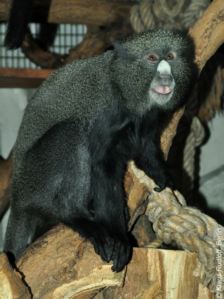 Groe Weinasenmeerkatze (Cercopithecus nictitans nictitans) Im Zoo Wroclaw (Breslau).