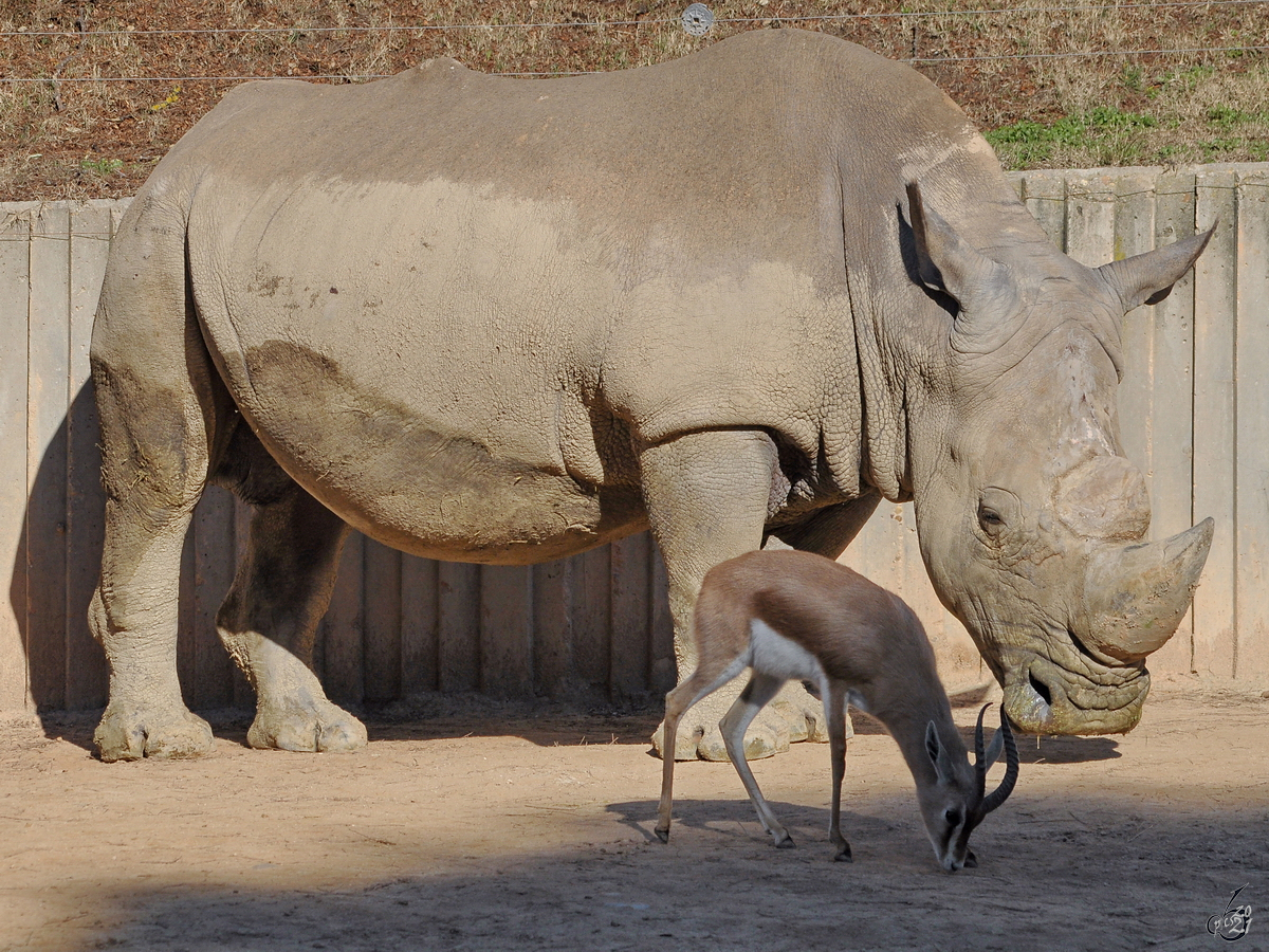 Groer Bruder - eine Gazelle neben einem ausgewachsenem Nashorn. (Zoo Madrid, Dezember 2010)