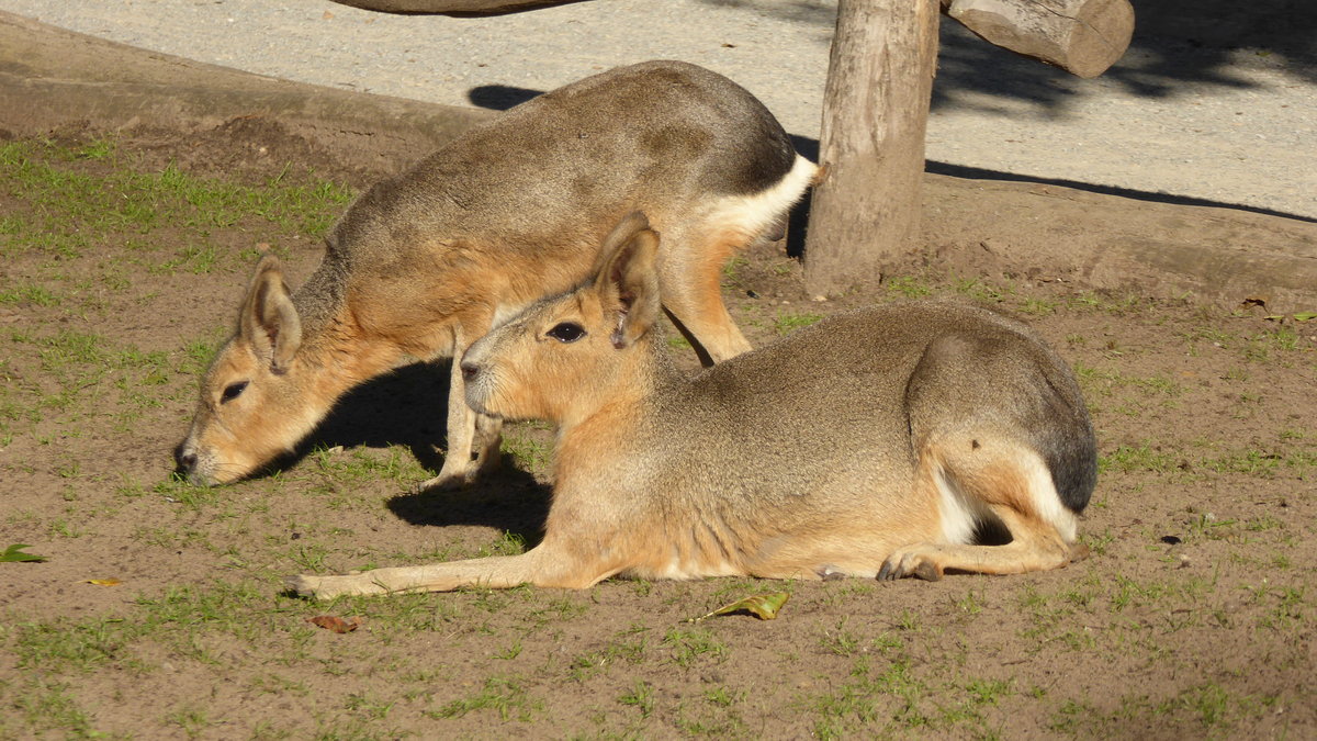 Groer Mara (Dolichotis patagonum), leben in einer Gruppe in einer begehbaren Anlage im Tierpark Nordhorn. Aufnahme von September 2018.