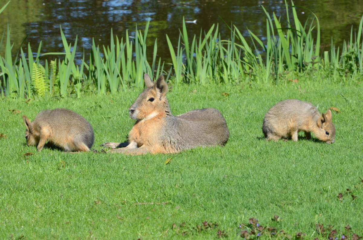 Groer Mara    Tierpark Hagenbeck Hamburg   03.05.2014