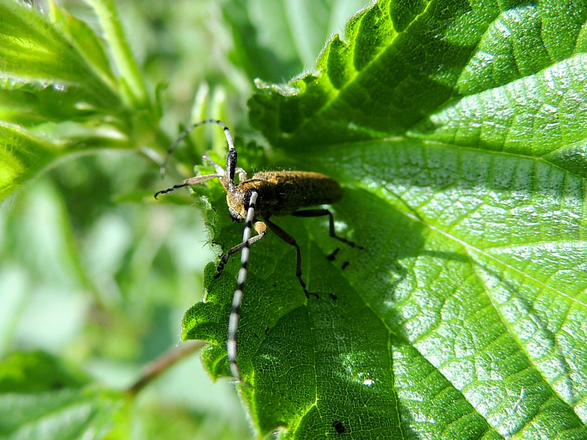 Groer Pappelbock (Saperda carcharias, oder auch  Walzenbock genannt, bei der tglichen Gymnastik; 140520