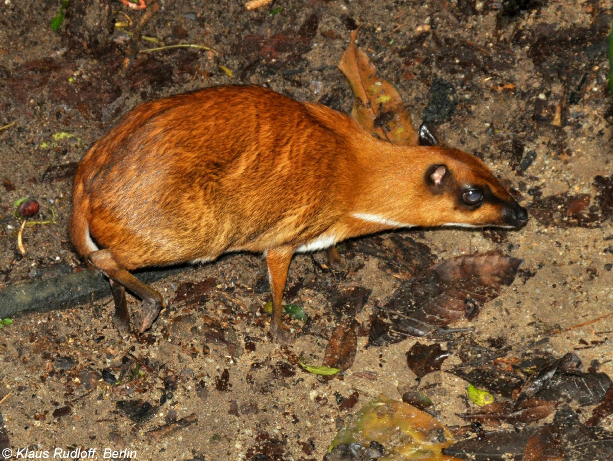 Grokantschil (Tragulus napu) im Zoo Singapore (November 2013).