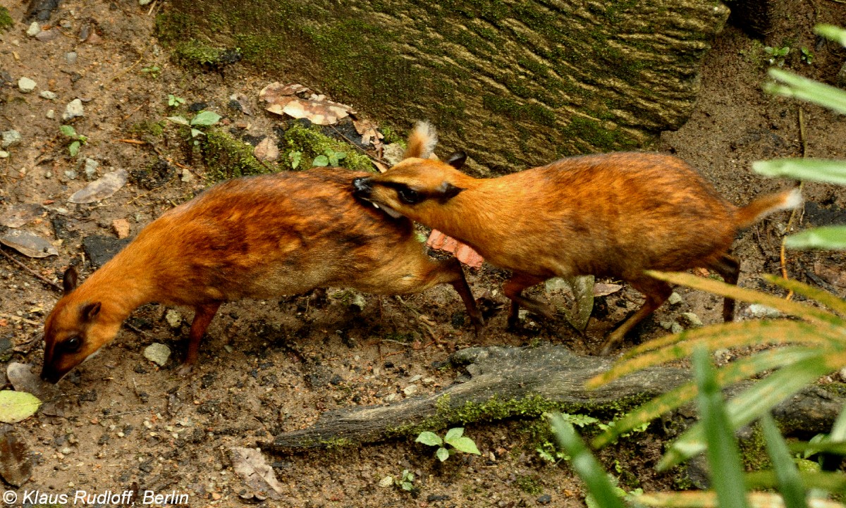 Grokantschil (Tragulus napu) im Zoo Singapore (November 2013).