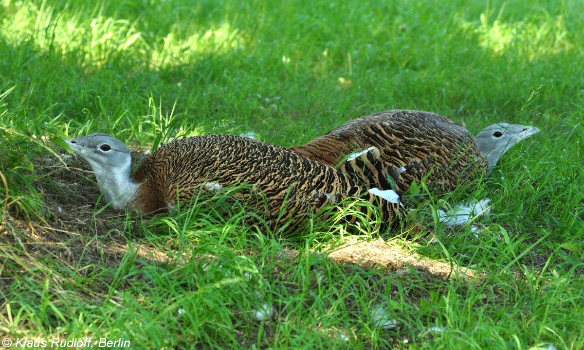 Grotrappe (Otis tarda) im Tierpark Berlin (August 2015).