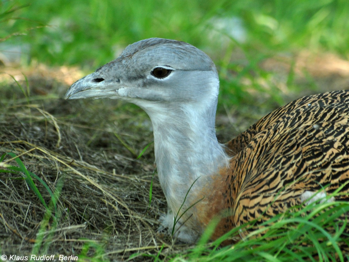 Grotrappe (Otis tarda) im Tierpark Berlin (August 2015).