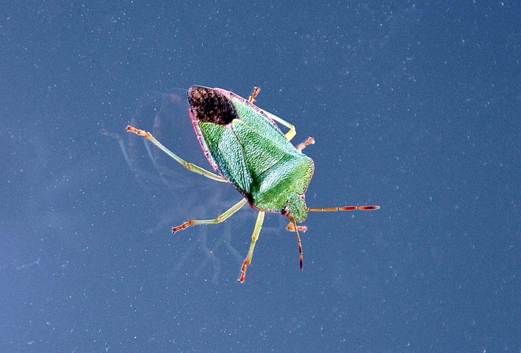 Grne Stinkwanze sonnt sich an einer Fensterscheibe - 25.09.2013