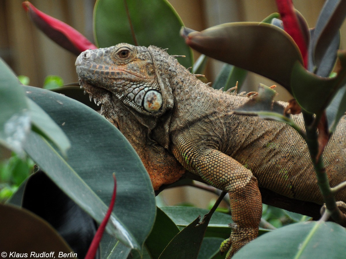 Grner Leguan (Iguana iguana) im Tierpark Berlin (August 2015).