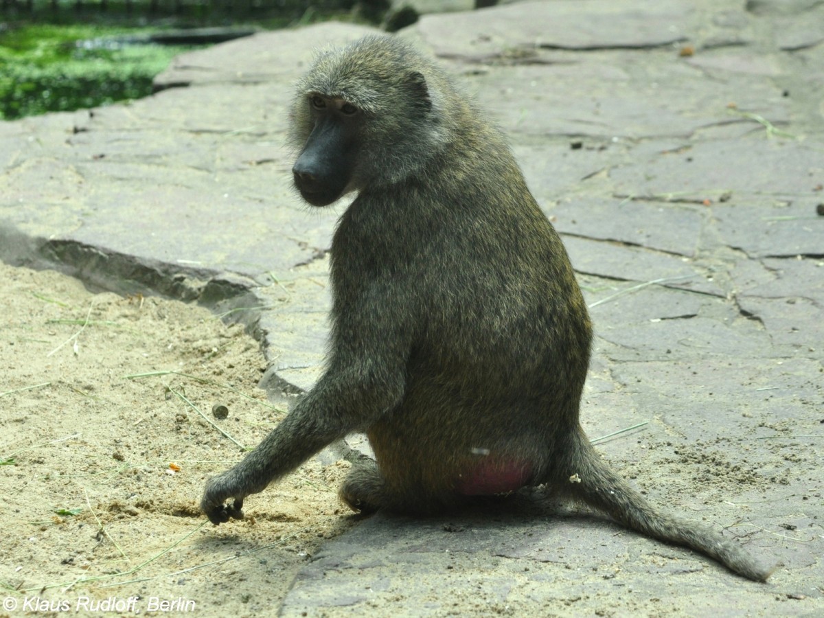 Grner Pavian (Papio anubis) im Tiergarten Gotha.