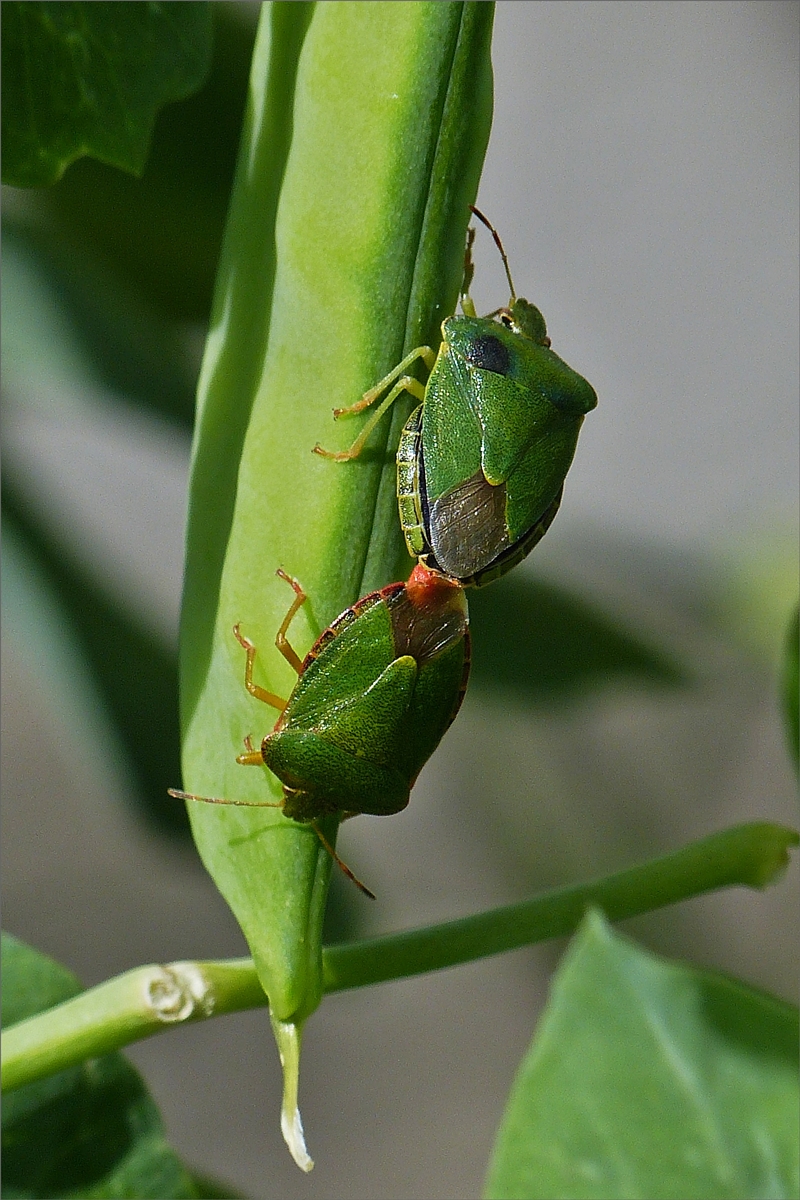 Grnes Stinkwanzen Prchen gesehen bei der Paarung auf einer Erbsenschotte.  Juni 2019