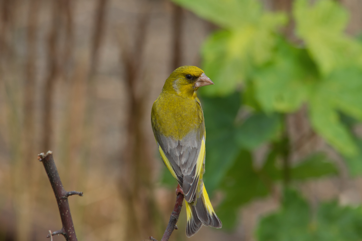 Grnfink-Altvogel beobachtet seine 3 Grnschnbel. - 20.07.2014