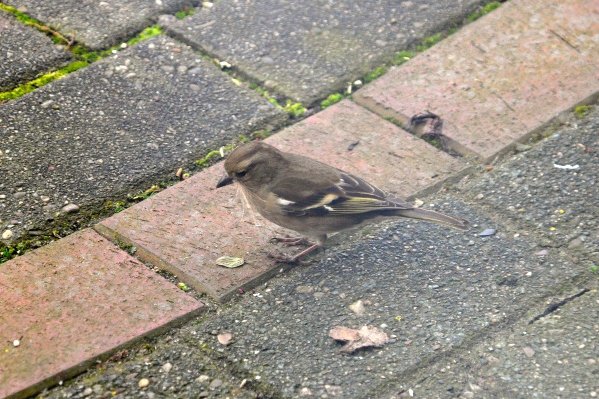 Grnfinkenweibchen im Garten (RHEINE, Kreis Steinfurt/Deutschland, 31.03.2014) -- Dank an Andr Breutel aus Elbingerode fr den Hinweis