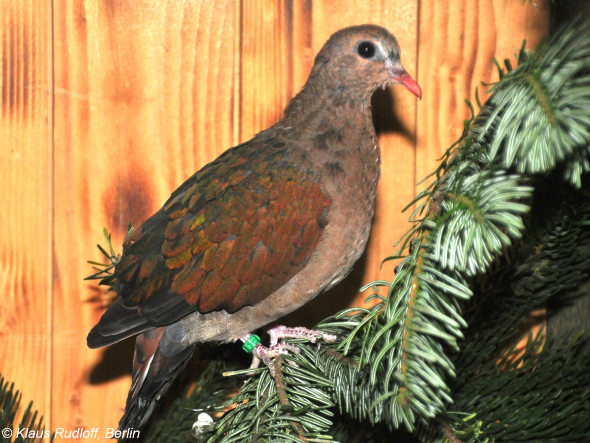 Grnflgeltaube (Chalcophaps indica) auf der Landesvogelschau Recklinghausen (Januar 2014).