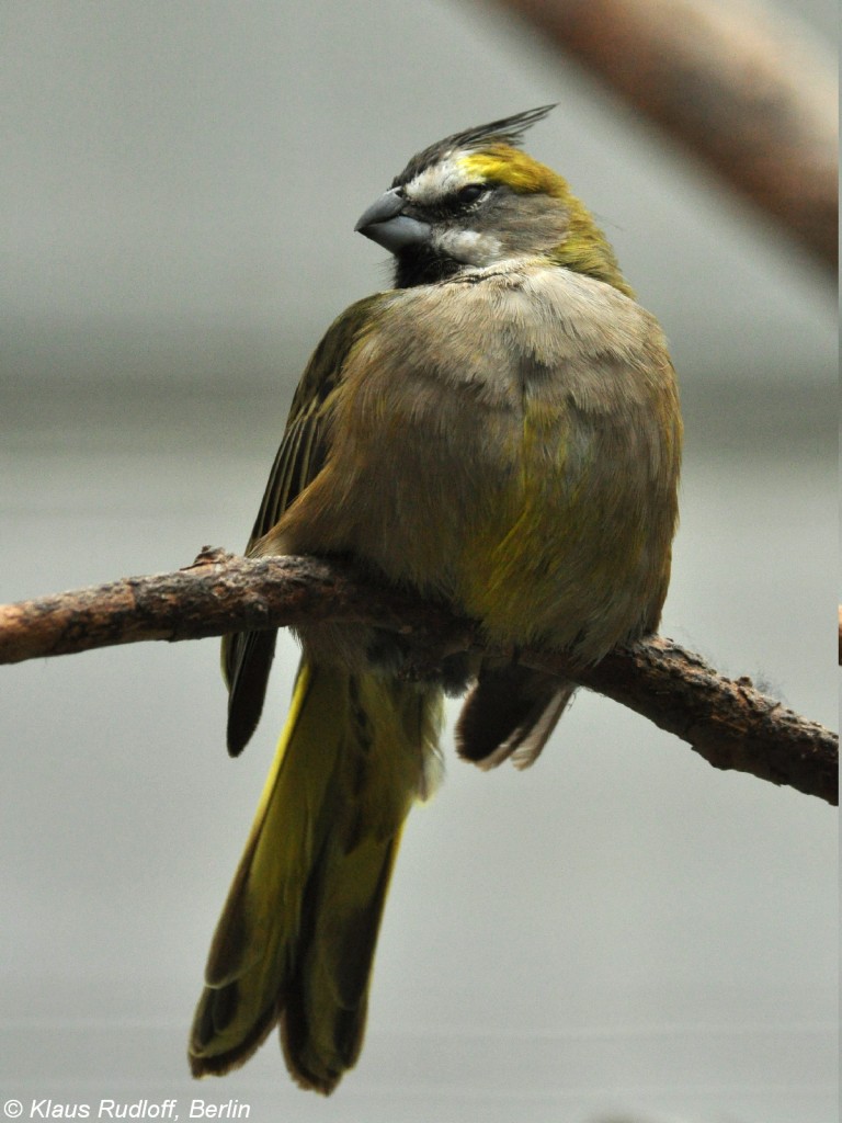 Grnkardinal (Gubernatrix cristata) im Zoo Berlin (Juli 2015).