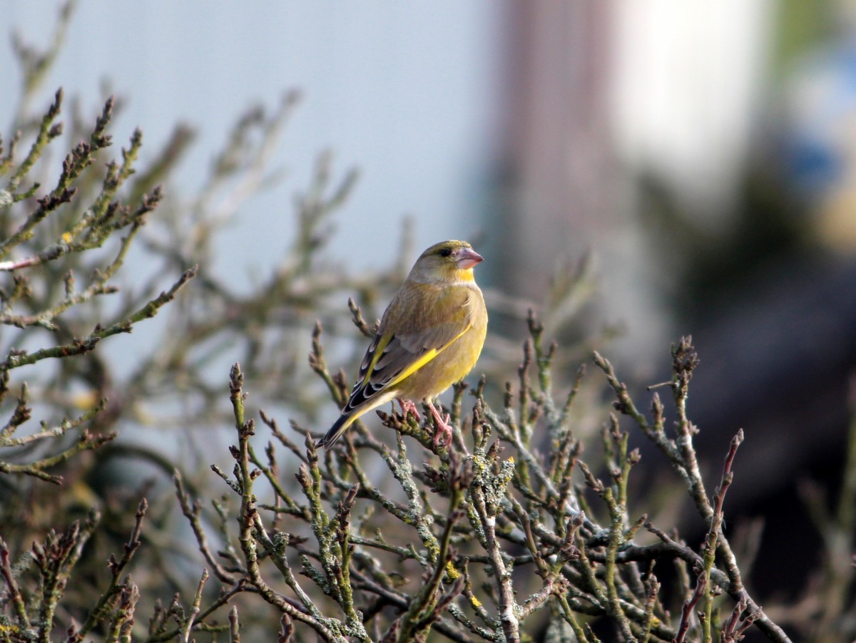 Grnling  Carduelis chloris  am 14.02.2013.