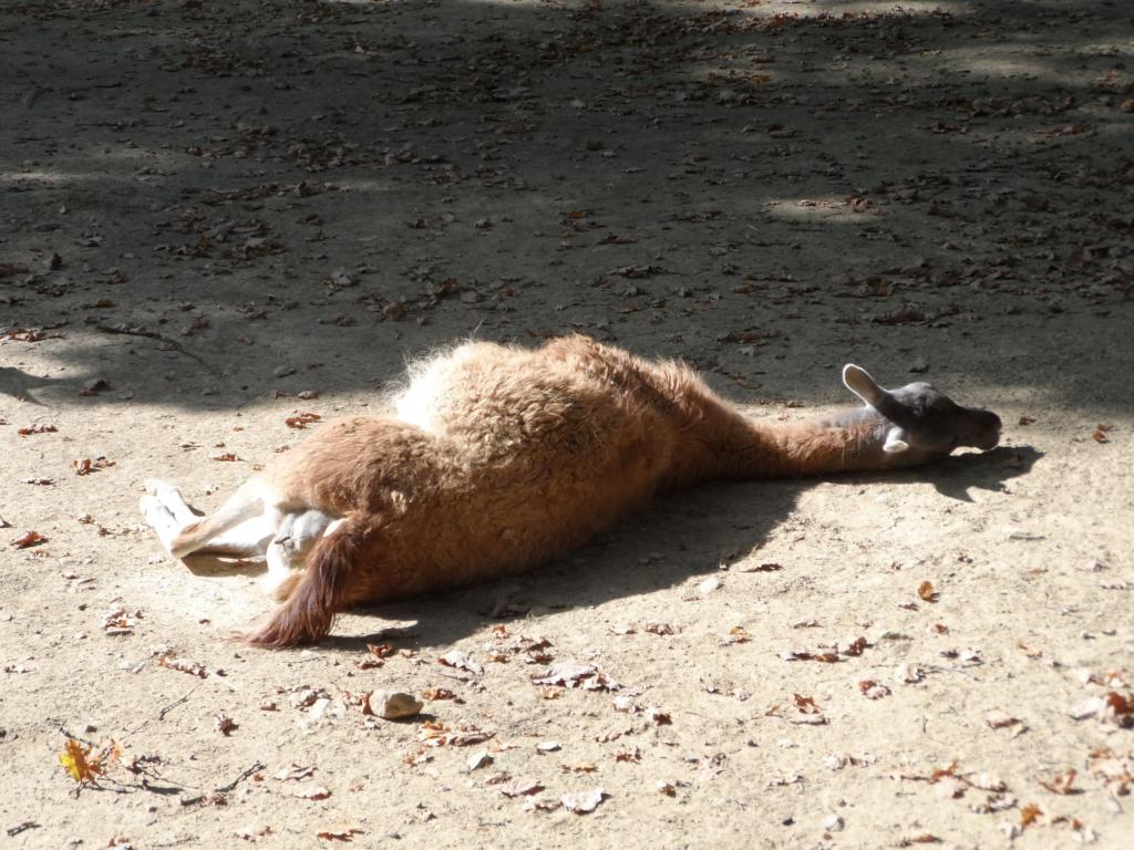 Guanako im Parc Merveilleux in Bettembourg am 16.09.2014