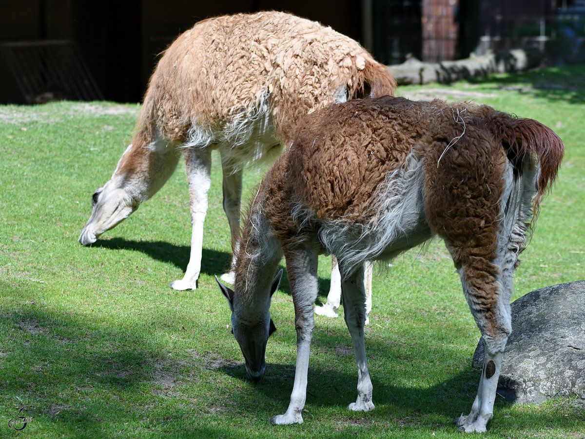 Guanako´s beim Fressen.  (Zoo Berlin, April 2018)