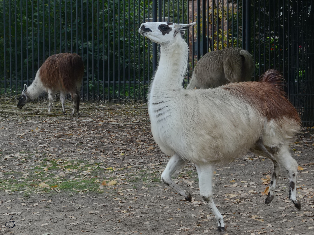 Guanakos, davon ein ziemlich aufgewecktes Exemplar im Zoo Berlin (Oktober 2013)