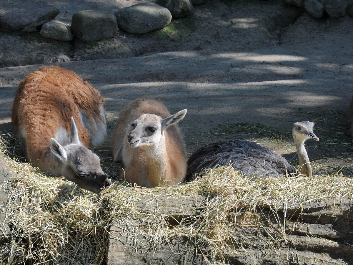 Guanakos und Emus im Zoo Dortmund. (September 2010)