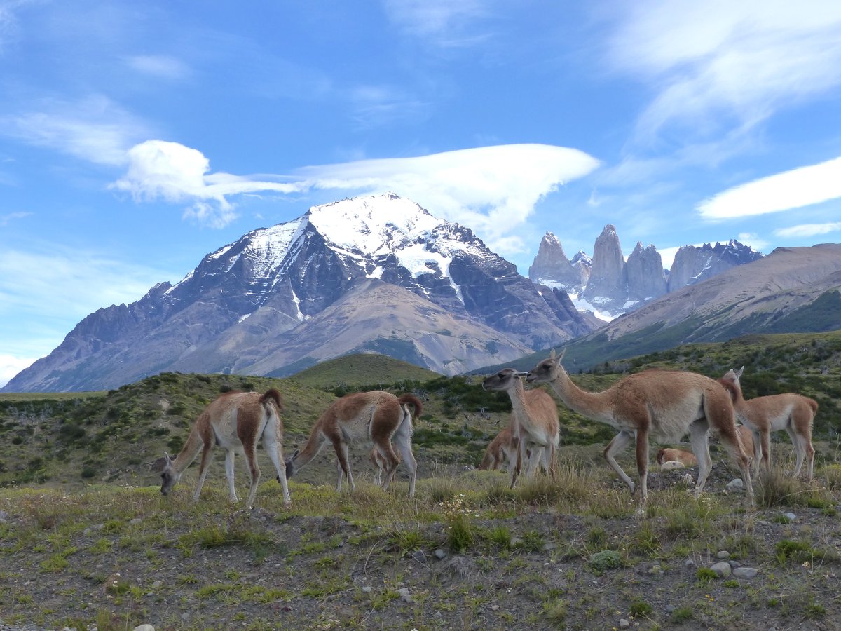 Guanakos im Torres del Paine Natinalpark - Patagonia im Januar 2017