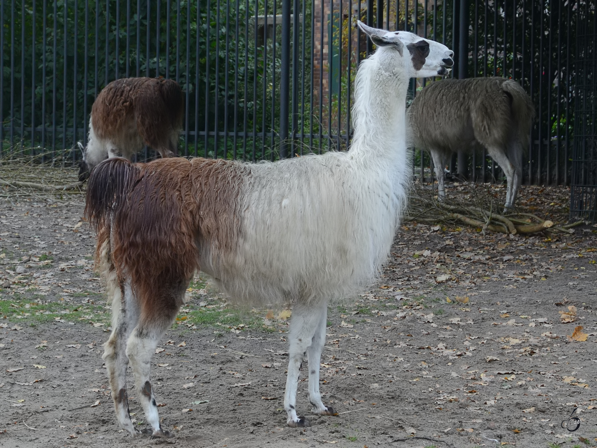 Guanakos im Zoo Berlin (Oktober 2013)