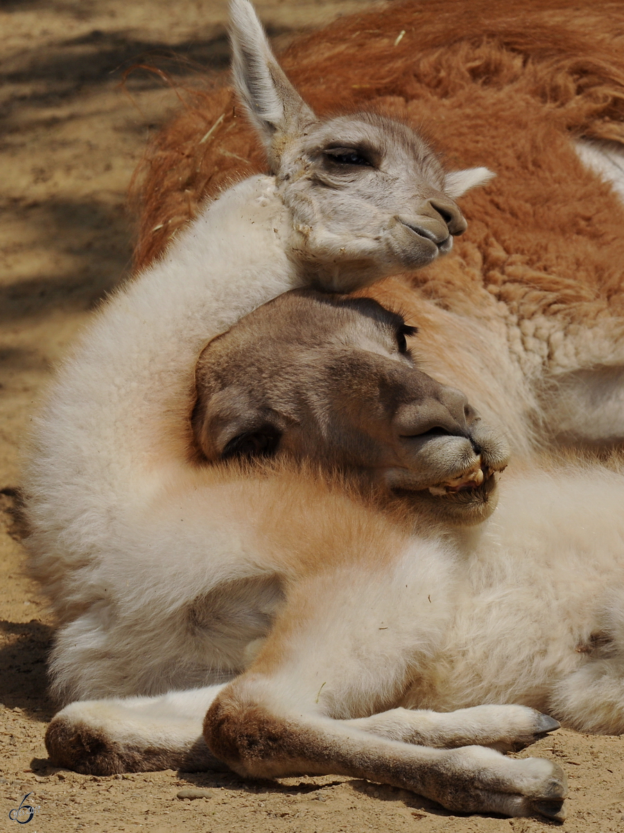 Guanakos im Zoo Dortmund. (Juni 2010)