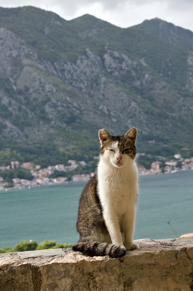 Haben wir hier die Wchterin der Bucht von Kotor am 28.09.2022 entdeckt? 