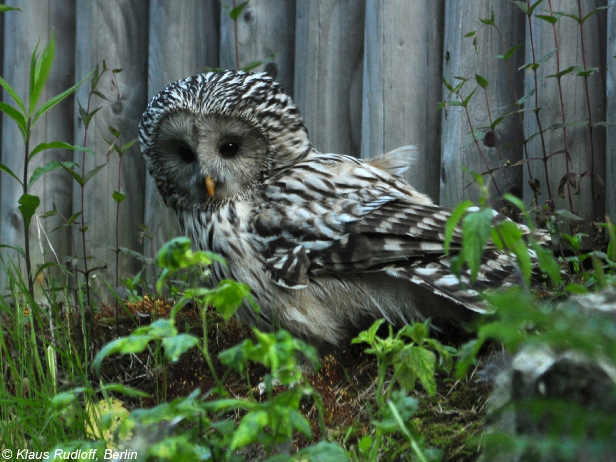 Habichtskauz (Strix uralensis). Grovoliere fr Eulen in Borava Lada / Sumava Nationalpark /Tschechien