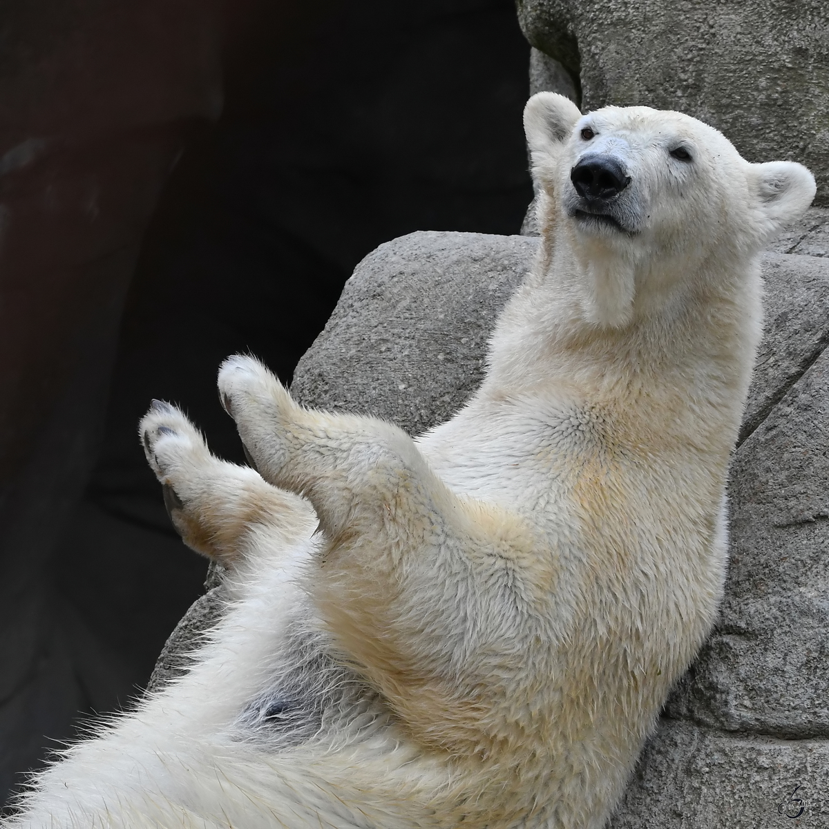 Hände hoch, das ist ein Überfall! Würde sich bei einem Eisbären wohl keiner trauen. (Zoo Aalborg, Juni 2018)