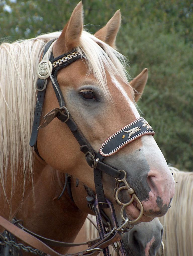 Haflinger, aufgenommen am 16.08.2003