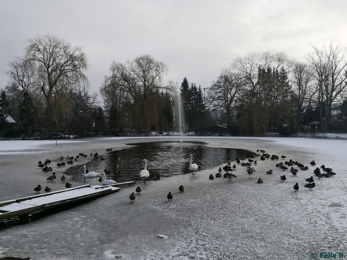 Halbzugefrorener Enten- und Schwanenteich im Tierpark Greifswald am 08.01.2017