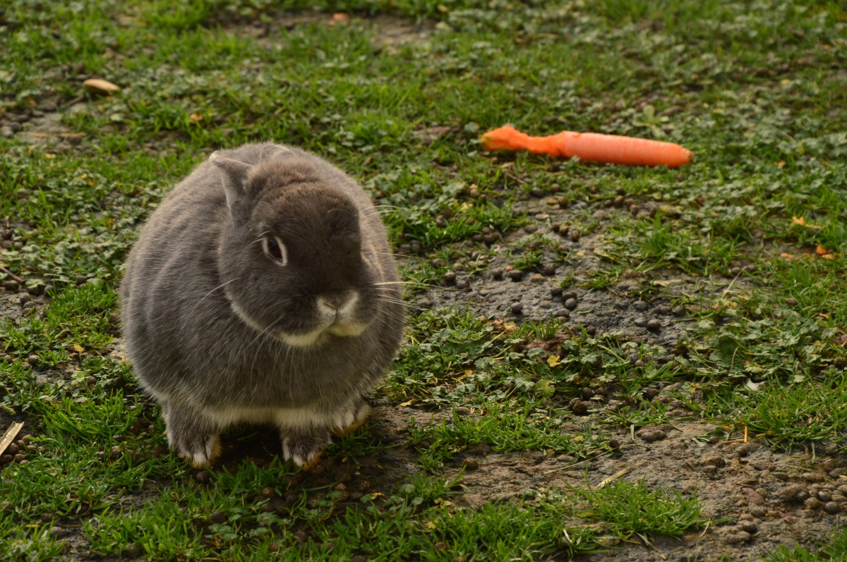 Hallo ich bin der Merlin, Zwergkaninchen und leben mit noch vielen anderen in einem Gehege wo wir genug Platz haben.25.12.2015