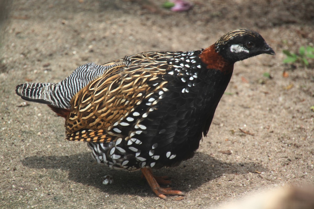 Halsbandfrankolin (Francolinus francolinus) am 25.7.2010 im Zoo Heildelberg.