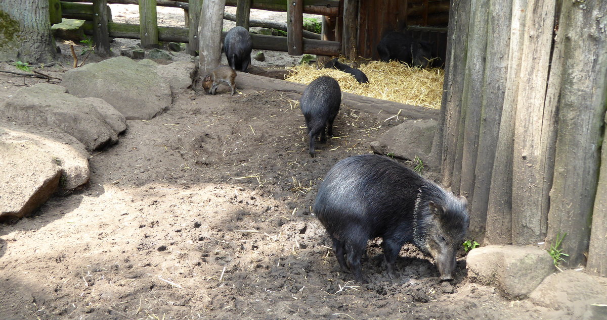 Halsbandpekari (Pecari tajacu). Diese Gruppe lebt in Nordhorn. 