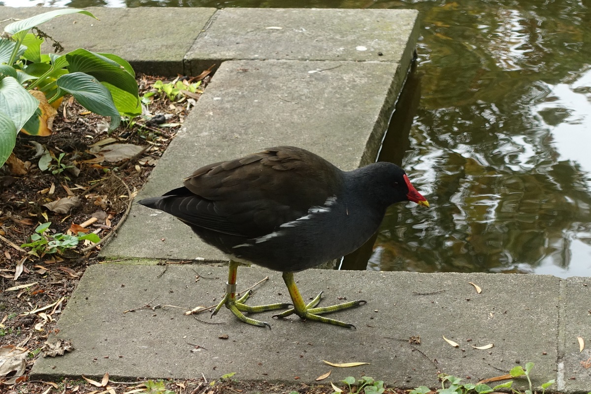 Hamburg am 11.10.2020: Teichralle / Teichhhner (Gallinula) im Park Planten un Blomen /