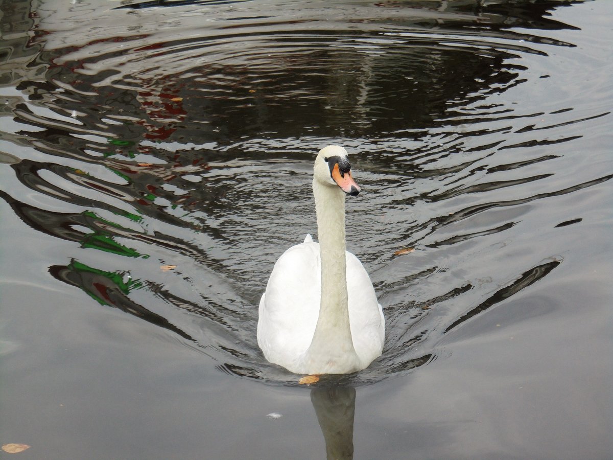 Hamburg am 16.10.2018: Hckerschwan auf der Binnenalster /