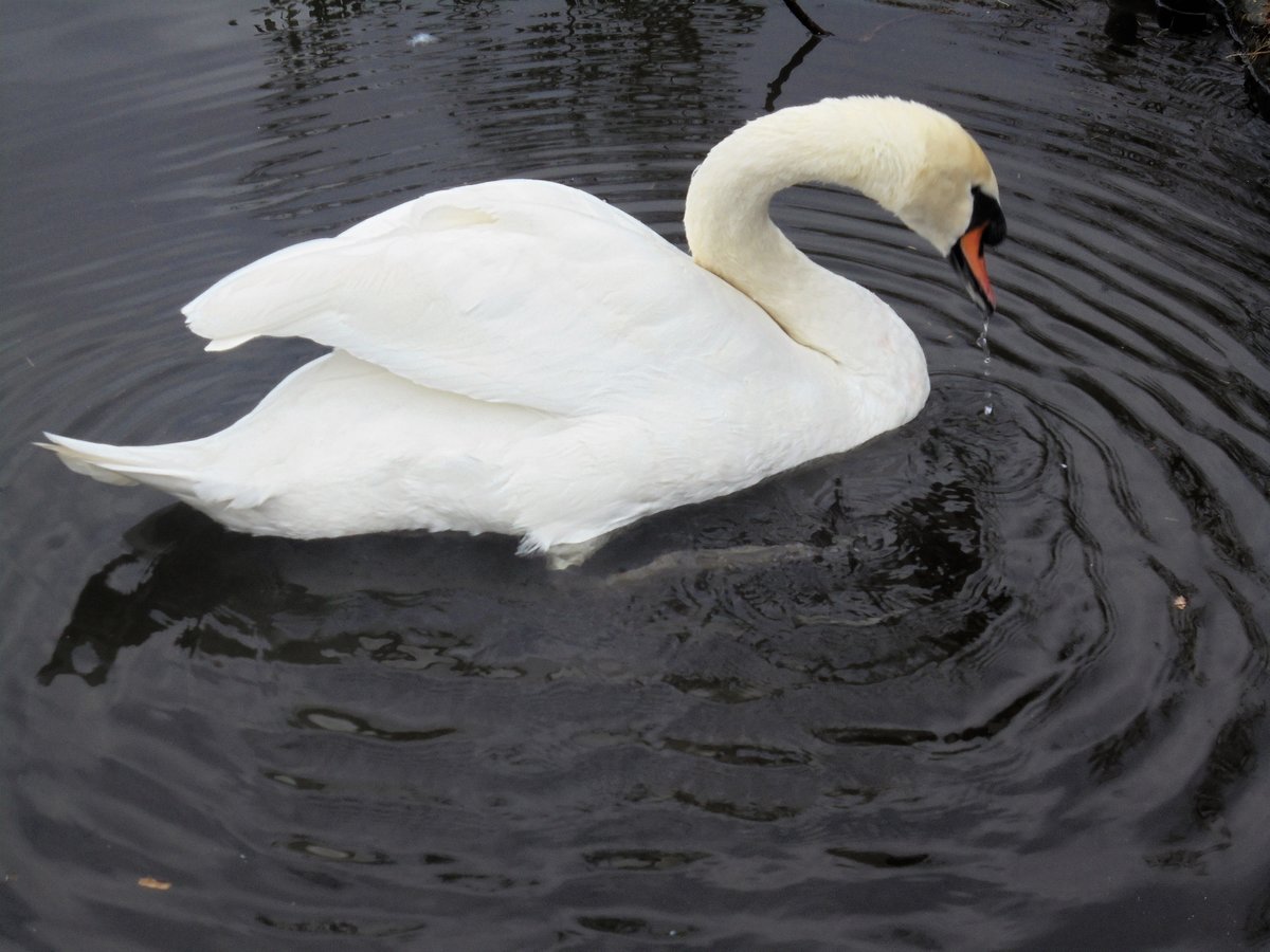 Hamburg am 16.10.2018: Hckerschwan auf der Binnenalster /