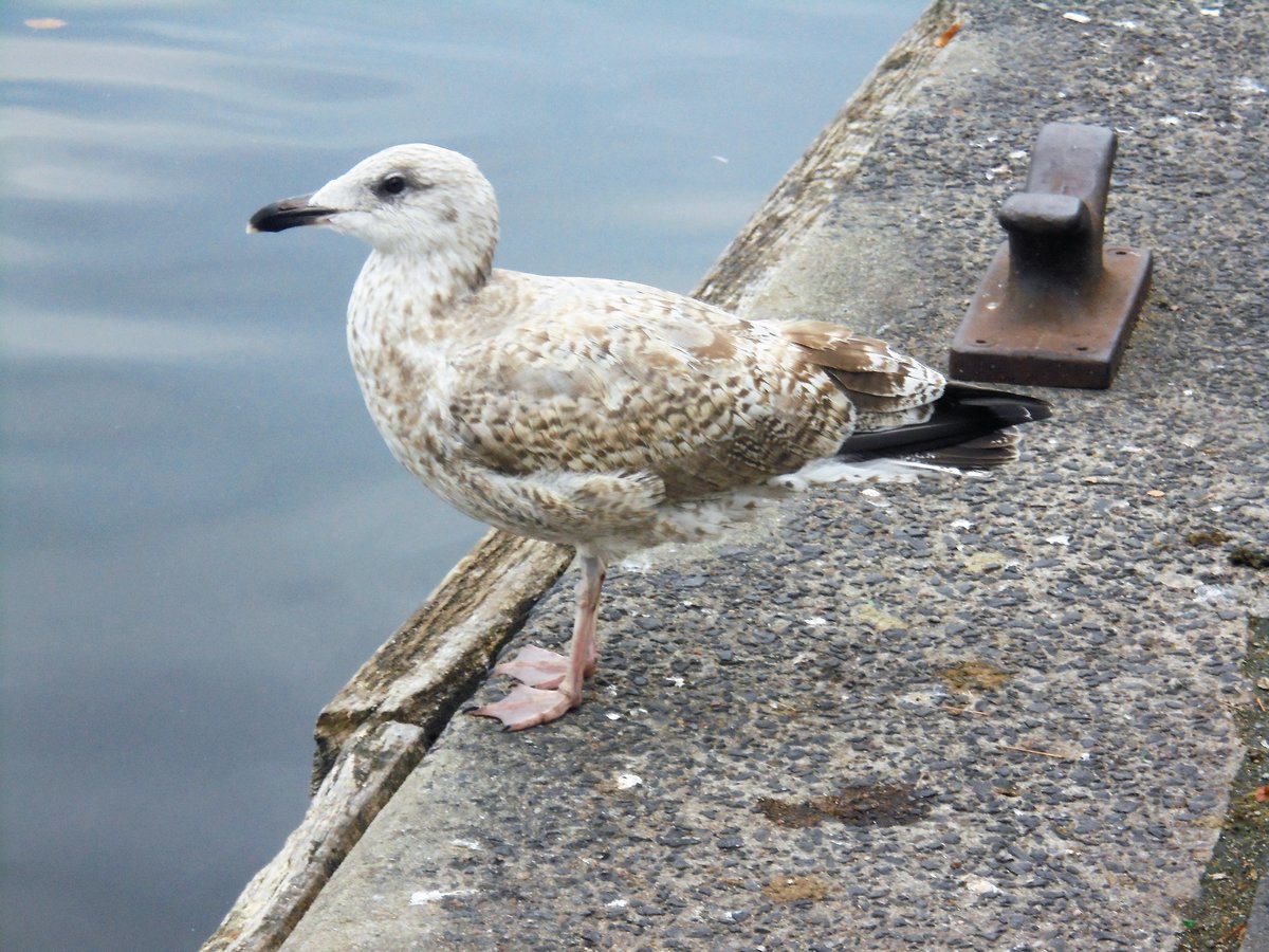 Hamburg am 16.10.2018: Mwe an der Binnenalster /