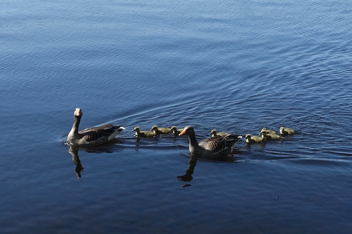 Hamburg am 20.4.2022: Gnsefamilie auf der Hamburger Auenalster /