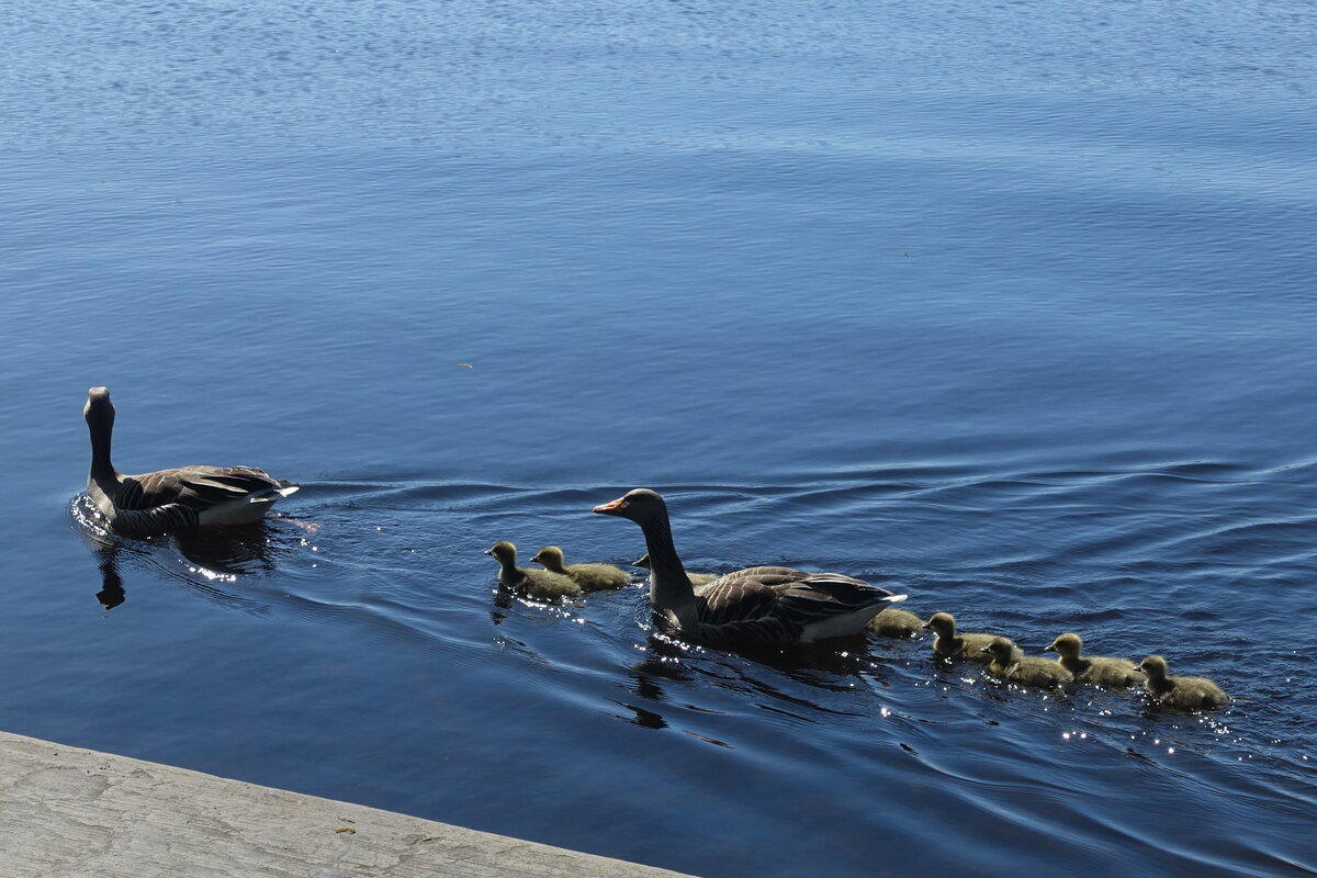 Hamburg am 20.4.2022: Gnsefamilie auf der Hamburger Auenalster /