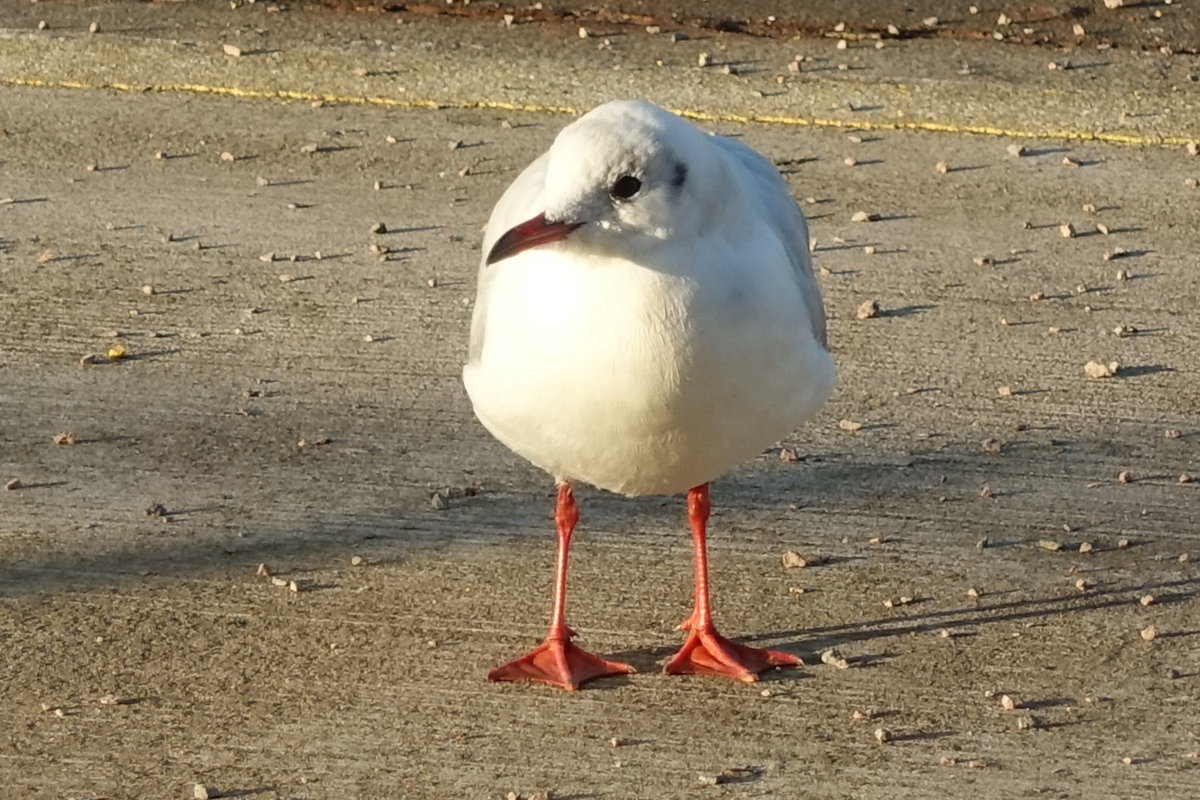 Hamburg am 29.10.2019: Mwe auf Futtersuche /