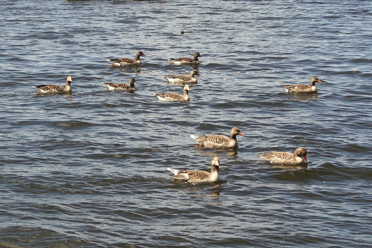 Hamburg am 30.5.2021: Graugansfamilie auf der Auenalster /