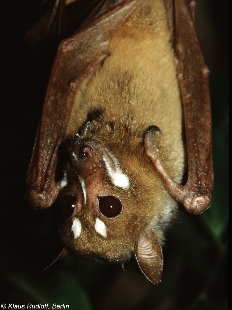 Harlekin-Flughund oder Streifengesichts-Flughund (Styloctenium wallacei) im Tierpark Berlin (Mrz 2002). 