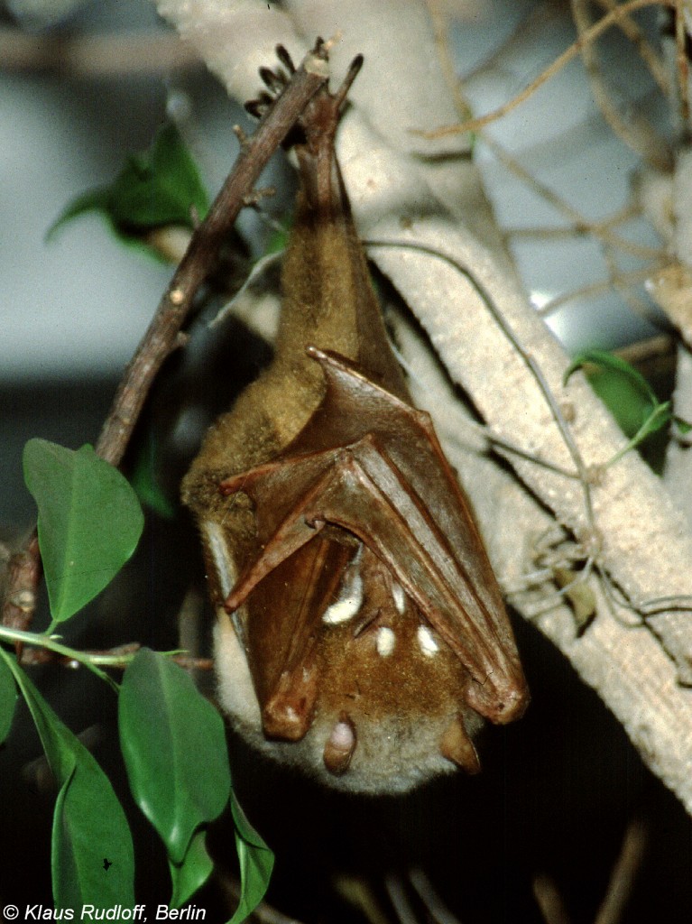 Harlekin-Flughund oder Streifengesichts-Flughund (Styloctenium wallacei) im Tierpark Berlin (Mrz 2002). 