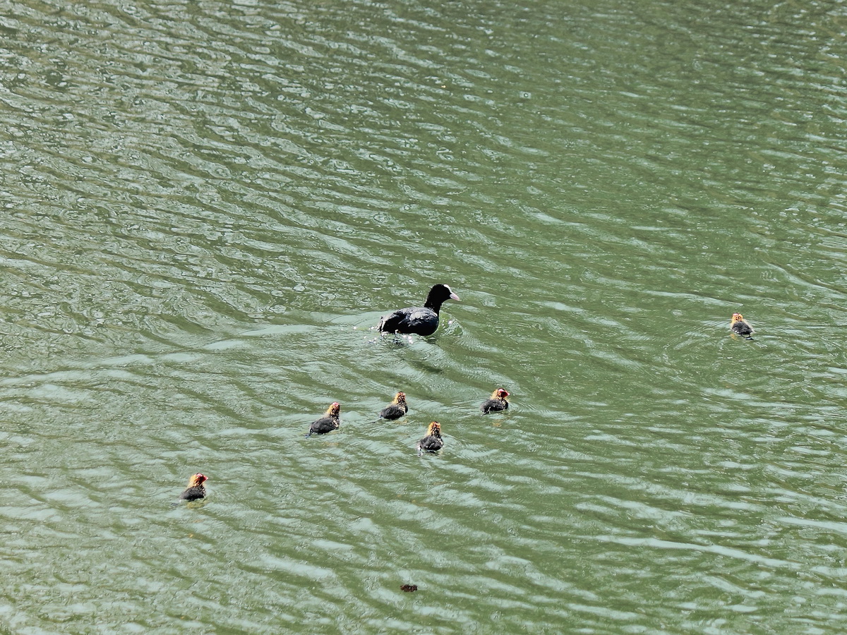 Harzgerode im Sdharz, am Ortsausgang auf dem  Kunstteich ,  Ausflug einer Blsshuhnfamilie am 24. April 2015. Danke an den Admin