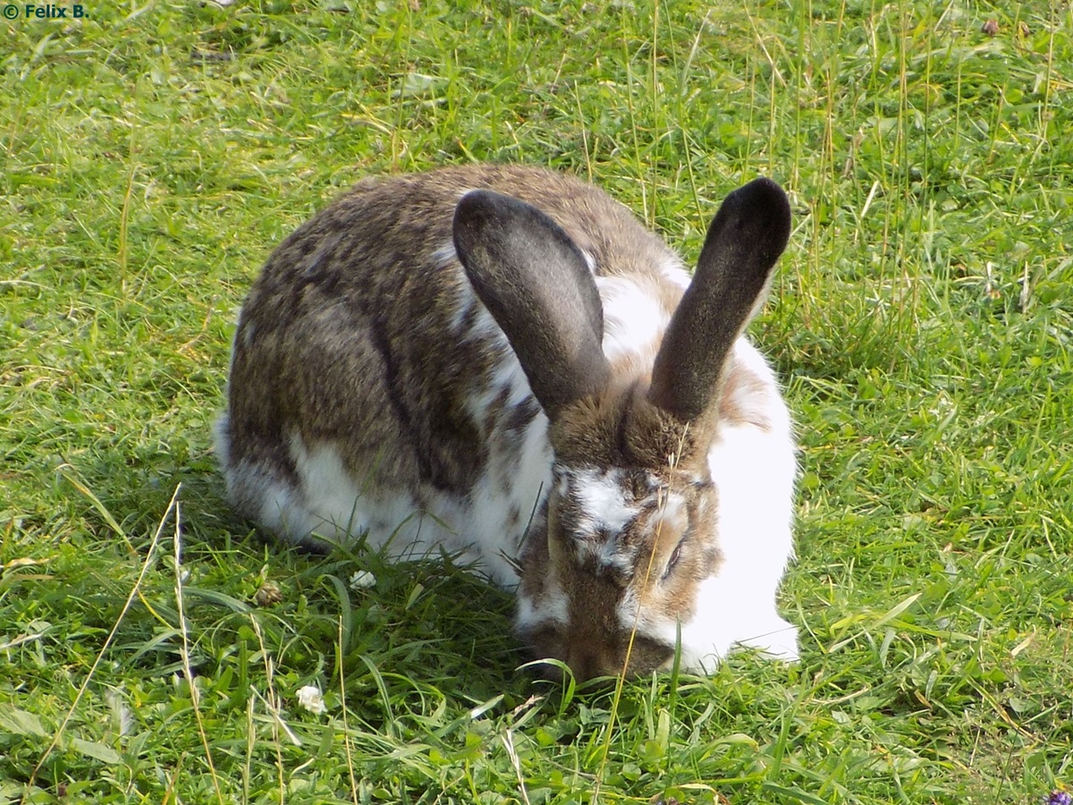 Hase auf der Speck-Alm am 17.08.2014