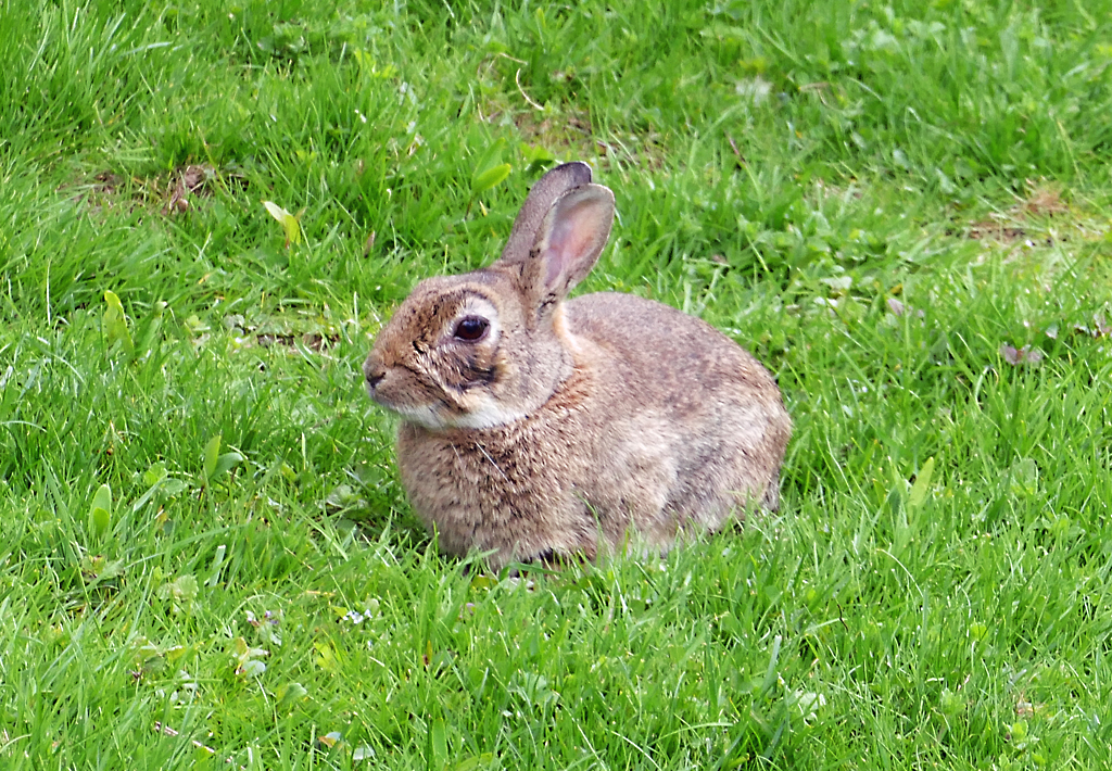 Hase in der Erftaue Euskirchen - 14.04.2017